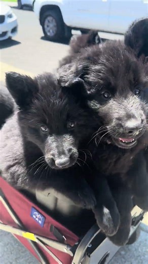 Roman and Remis’ litter of puppies going for a cart ride.