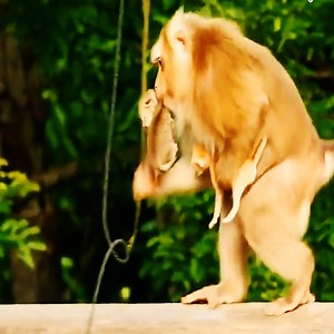 2.4K views · 54 reactions | The monkey catch up two small kitty then run out #monkeycry #poorlymonkey | Stone Monkey | Facebook