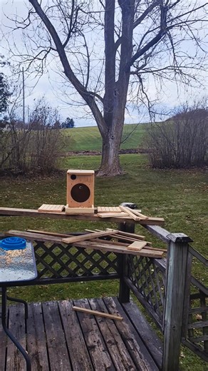 Blue Jay kokuron a kochi amitwokik subuhi ( Blue Jay calling sound ) | Tungo Boiywo