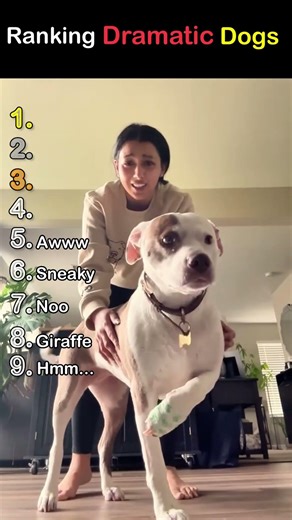 Ranking Dramatic Dog's