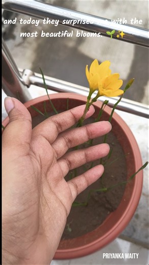Rain lily💛 #shorts #youtubeshorts #viral #trending #art #rain #lily #plants #shortvideo #ytshorts