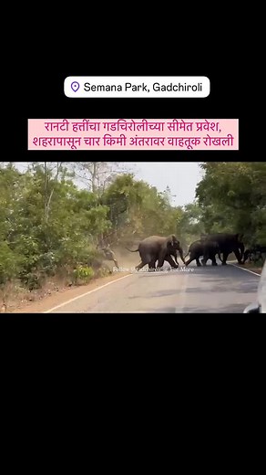 Gadchiroli info Official ⚕️ on Instagram: "रानटी हत्तींचा गडचिरोलीच्या सीमेत प्रवेश, शहरापासून चार किमी अंतरावर वाहतूक रोखली #elegant #gadchiroli #gadchiroli_ig #vidarbha #viralvideos #viralreels #chandrapur #maharashtra"