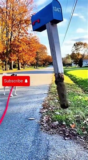 Floating Mailbox Makes the Dog Lose It 😂📮🐶