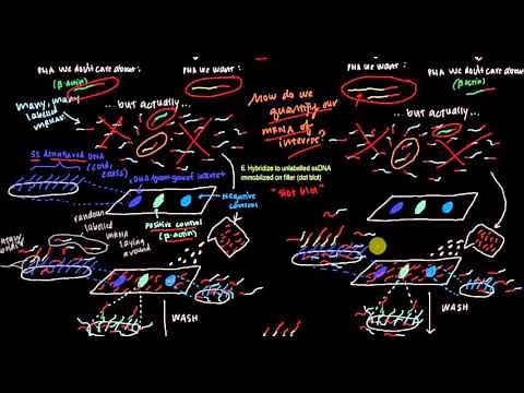 Nuclear Run-On Transcription Assay Figure 5.33