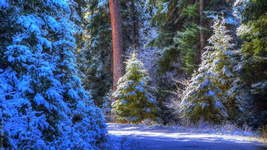 BLM reduces fees for holiday tree and firewood permits