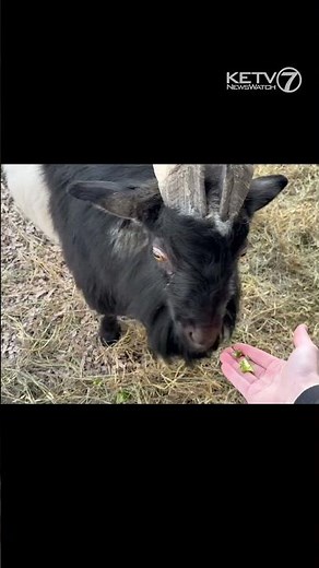 Meet the goats available for adoption at the Nebraska Humane Society