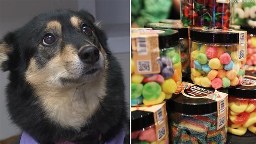 More dogs around the country are being poisoned by THC products, vets say
