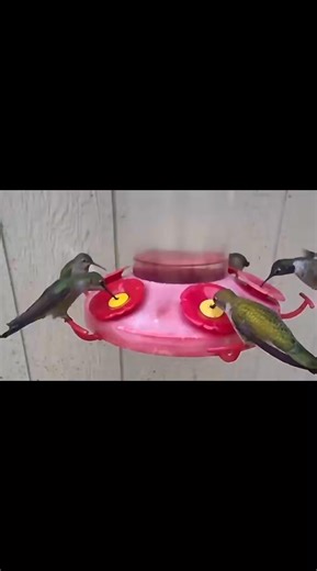 #hummingbirdsofcalifornia #hummingbirds | HV Hummingbird Alley