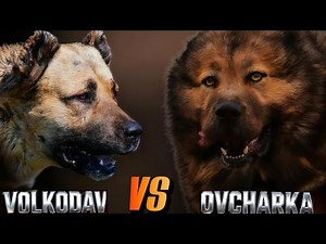 Volkodav vs Caucasian Shepherd: Who is the Strongest Dog