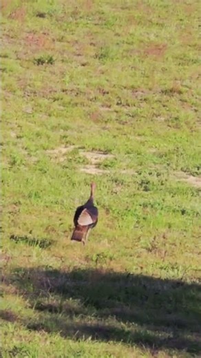 Spring Time Turkey Time! #floridaturkeys #jacksonsjustliving