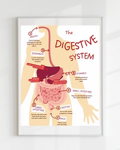 The Digestive System Poster, Anatomy Poster, Classroom Poster, Organs of the Body, Bodily Systems Poster, DIGITAL DOWNLOAD - Etsy