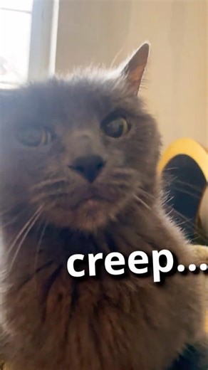 This Cat Only Has So Much Patience!