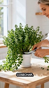 Aprende cómo cultivar orégano en casa en maceta o huerta. Es una planta aromática resistente, requiere poco riego y puedes cosecharla varias veces al año sin que se muera. Ideal para principiantes. Guárdalo y sígueme para más trucos de jardinería casera. | jardinería para principiantes