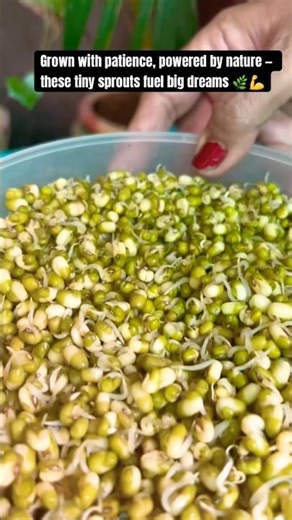 Sprouts grown at home ! #shorts #ytshorts #sprouts #plantbaseddiet