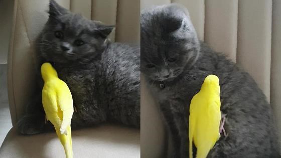 'The Friendship Between this Cat & Bird is Unlike Anything You've Seen Before'