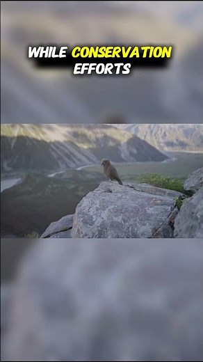 Top Ten Endemic Animals of New Zealand: Conclusion