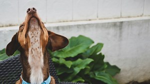 Dolce & Gabbana Just Debuted a Dog Perfume—But Some Vets Aren’t Happy About It