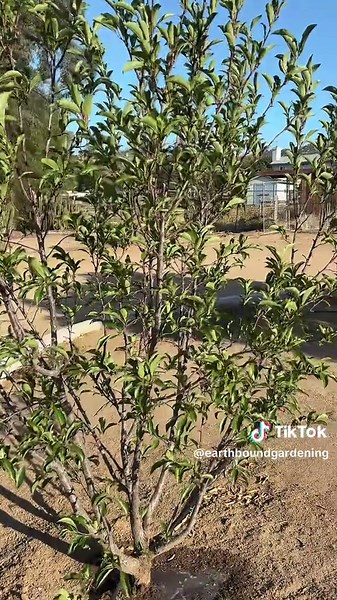 Exploring the Beauty of a Fruit Orchard