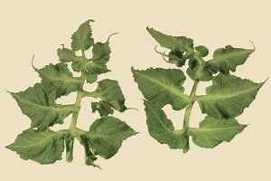 Protecting tomatoes from herbicide drift