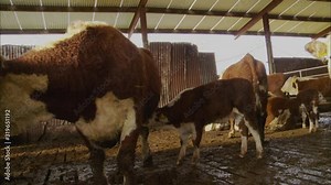 Medium low angle daytime still shot of Hereford cow sucking its calf inside a countryside livestock barn, UK Stock Video