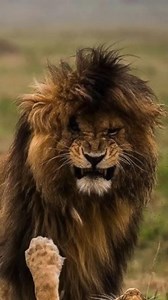 Scarface, born in 2007, became one of the most famous lions. He reportedly killed 400 hyenas and 130 male lions. In 2012, he suffered a serious eye injury in a fight but won. He's believed to be the only lion who killed adult hippos one on one battle and drove crocodiles out of his territory In 2021 he died alone as a king does. Follow Beauty Of Planet Earth for more! World Famous Lion Scarface, African Famous Lion Scarface and the story of his Scar. The Untold Story Of A Lion King Scarface. Thi