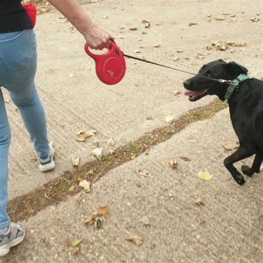 ABC Dog Training and Behaviour on Reels
