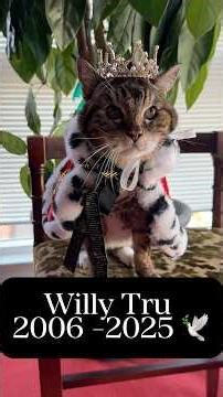 Processing the loss of our cat during the holidays #catstory #petparents