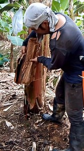 Capote operation #buhaytrabahanti #tips #banana #tutorial | Zacjian Vlog