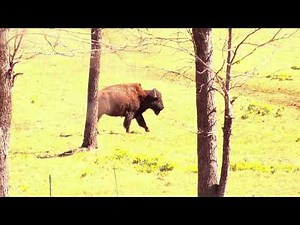 Late Winter Bison Hunt - Buffalo in West Virginia With a Father / Son Duo