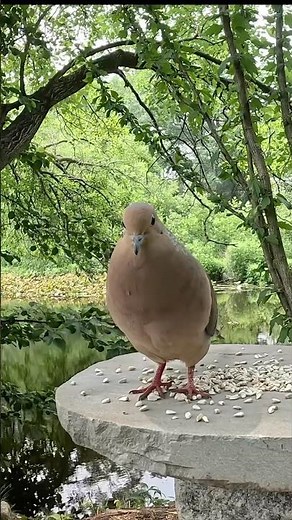 Mourning Dove’s Original Call #mourningdoves #birds #nature #njbirds #birdwatching
