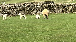 13K views · 1.7K reactions | Welcome to the official start of spring in the Dales #YorkshireDales #SpringEquinox #Spring | Yorkshire Dales National Park | Facebook