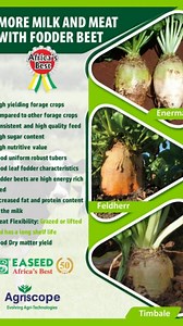 4 comments | Fodder beets are an innovative way to substitute animal...