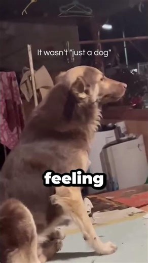 This Dog's LOYALTY Will Break Your Heart 🥺💯🥺 #shorts