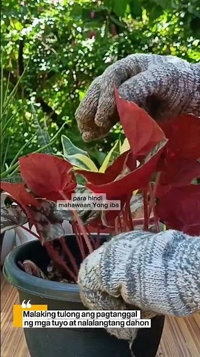 Removing begonia unhealthy leaves #homegardening #plantcare