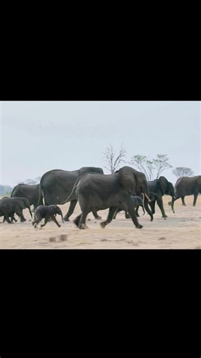 Discover Rare Animals in Nature