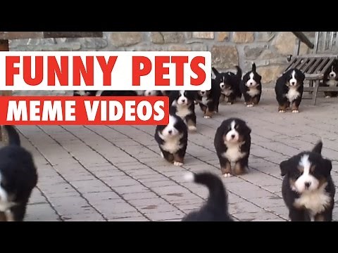 Hilarious Pet Memes Compilation 2016