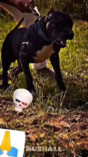 pitbull dog transformation☠️🥶 #pitbull