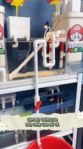 Làm bộ Overflow đơn giản cho hồ cá. #ennhoaqua #overflow #hồcá | Én Nhỏ Aqua