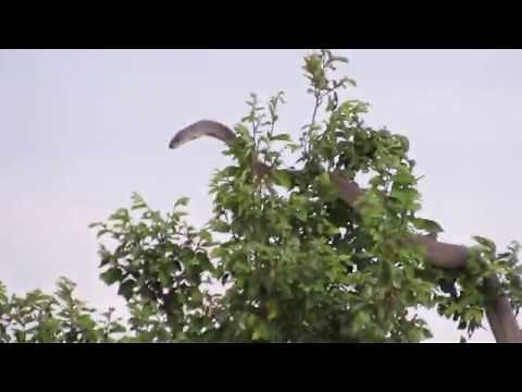 Black Mamba vs Mongoose