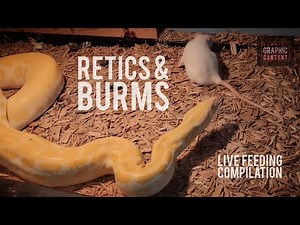Retic's & Burmese Python's Eating LIVE PREY!