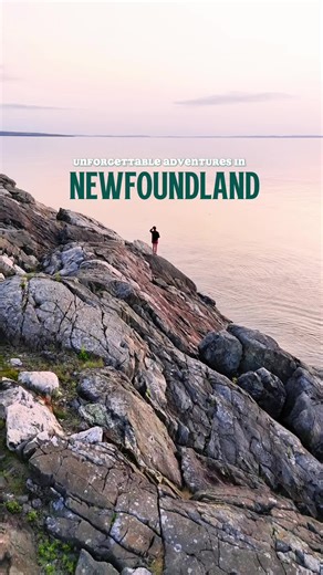 Discover Newfoundland's Top Wildlife Experiences
