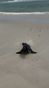 While IBSP remains closed we did have one visitor last week... Please wash your hands and practice social distancing. | Island Beach State Park
