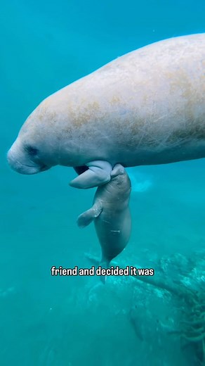 Extinct Animals Facts | The evolution of manatees is thought to span over 50 million years, dating back to the early Eocene epoch. These gentle giants, along with... | Instagram