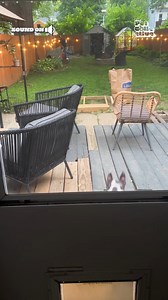 "Mom! Mom! Which one of us can jump higher? Is it me? Is it me? MOM!" 🐶🤣👻 | The Pet Collective