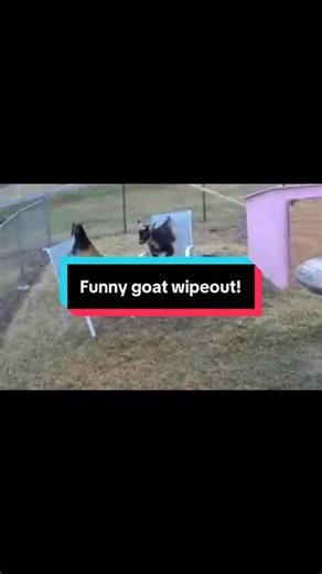 Funny Goat Wipeout Captured on Camera
