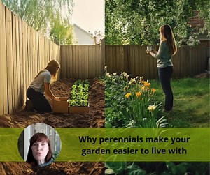 Why perennials make your garden easier to live with? Perennials vs...