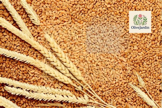 300  Cat Grass Mix Seeds – Red Wheat Barley Oats Rye – Grass Blend – Non-gmo Annual - Etsy