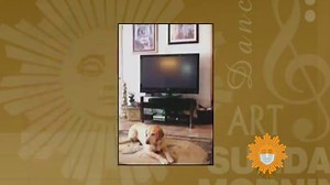 24K views · 927 reactions | CALLING ALL #SUNDAYMORNING PAVAROTTI POOCHES! Does our theme song make you howl with excitement every Sunday morning? Does your human think you deserve your 15 seconds of fame? Well go lick their face and tell them to submit your talent to Sunday.Morning@cbsnews.com and include in the subject line: DOG and you might appear on the broadcast. | CBS Sunday Morning | Facebook