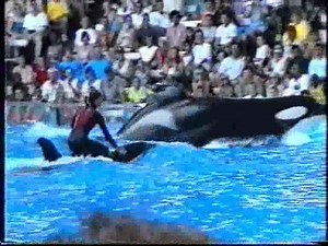 Killer Wahle attacke Show Orlando Seaworld 2000 Munich