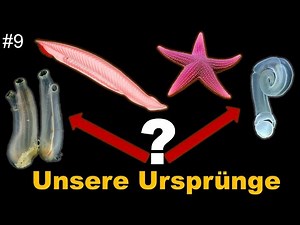 Der Ursprung der Wirbeltiere (von LUCA bis Eva #9)